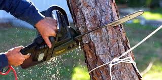 Best Tree Disease Treatment  in Hereford, TX