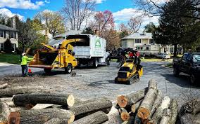 Best Tree and Shrub Care  in Hereford, TX