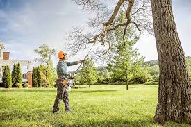 Why Choose Our Tree Removal Services in Hereford, TX?