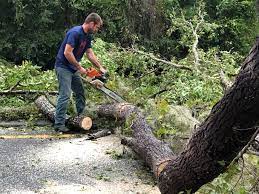 Trusted Hereford, TX  Tree Services Experts