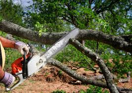 Best Fruit Tree Pruning  in Hereford, TX