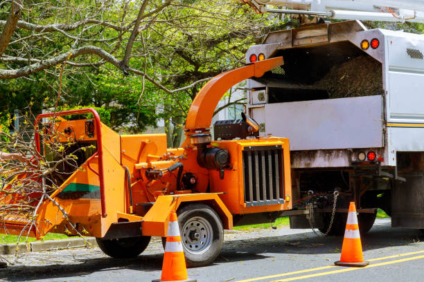 Best Storm Damage Tree Cleanup  in Hereford, TX