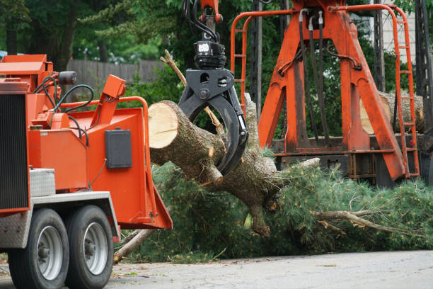 Best Hazardous Tree Removal  in Hereford, TX