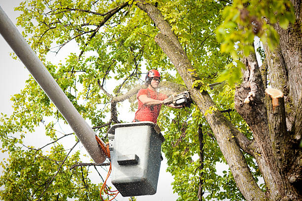 Best Arborist Consultation Services  in Hereford, TX