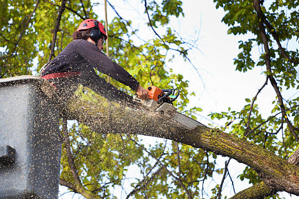 Best Weed Control Services  in Hereford, TX